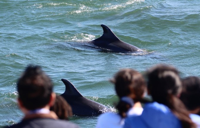 Dolphin Spotting Cruise